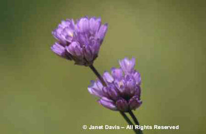 Dichelostemma%20capitatum