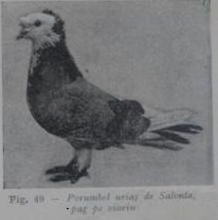 2. Salont%u0103 - pag pe vioriu