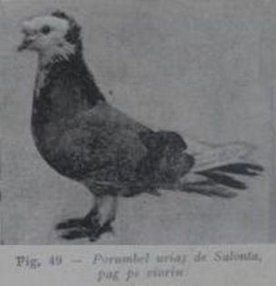 S8 - 1 3  Porumbei uriasi de Salonta