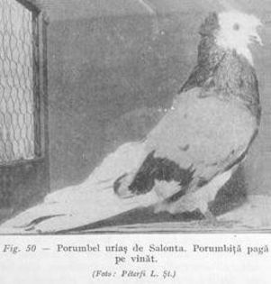 S10 - 1 3  Porumbei uriasi de Salonta