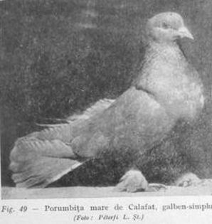 C2 - 1 2  Porumbei mari de Calafat