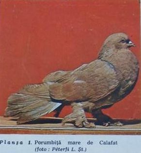 C4 - 1 2  Porumbei mari de Calafat