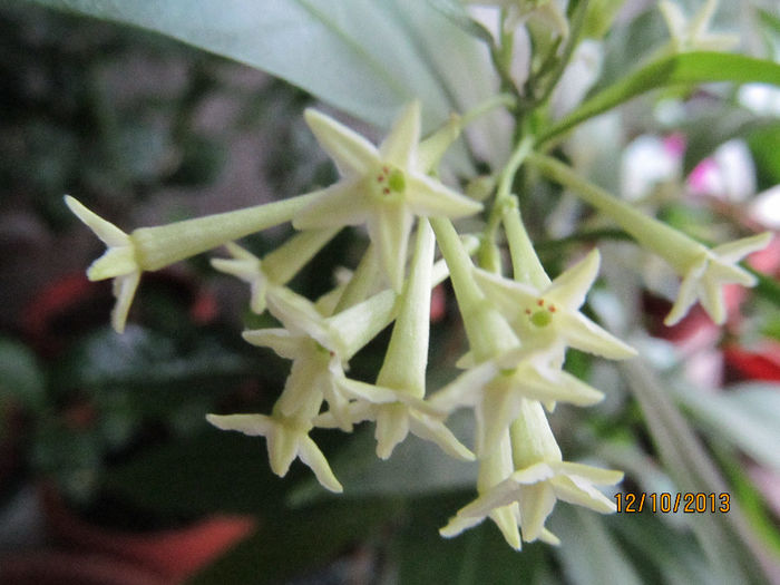 cestrum nocturnum - GARDENII SI JASMIN 2013