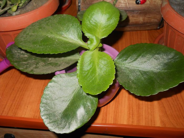 kalanchoe  cred ca e dupa frunze - flori de interior 2013