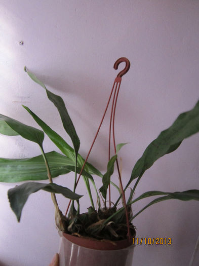 stanhopea oculata