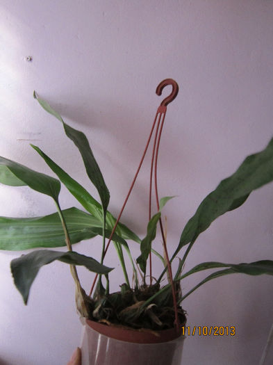 stanhopea oculata - Orhidei