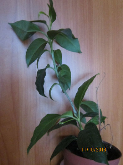 multiflora - A Hoya