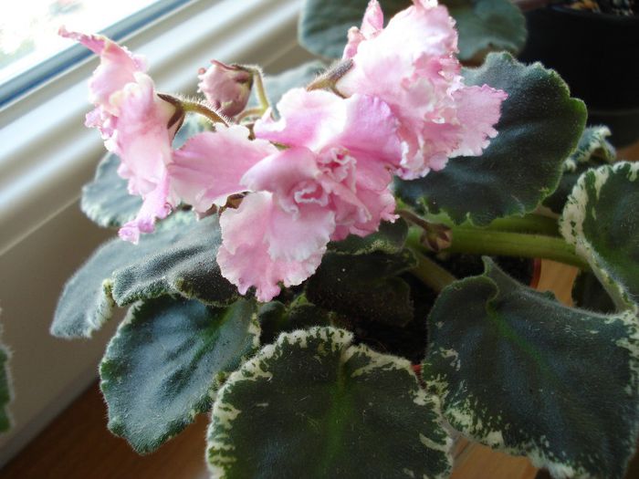 DSC05583 - RS - Elixir Krasoti