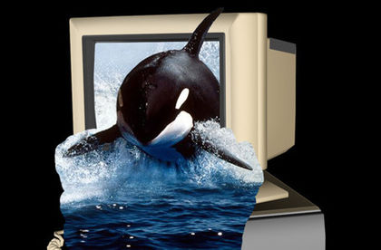 orcinus- orca - Efect 3D Arta fotografica