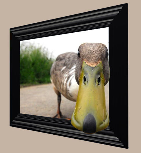 funny-duck - Efect 3D Arta fotografica