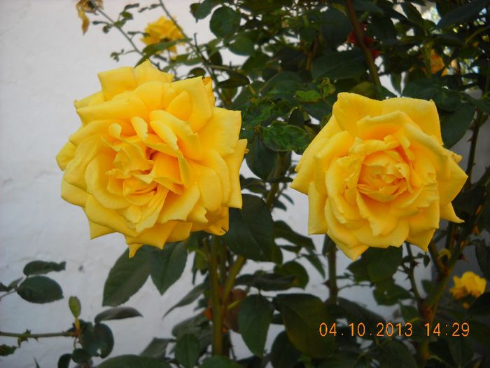 DSCN1379 - trandafiri 1