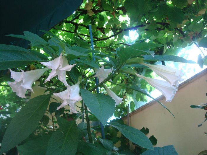 DSC03756 - Flori 2013