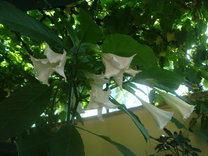 DSC03757 - Flori 2013
