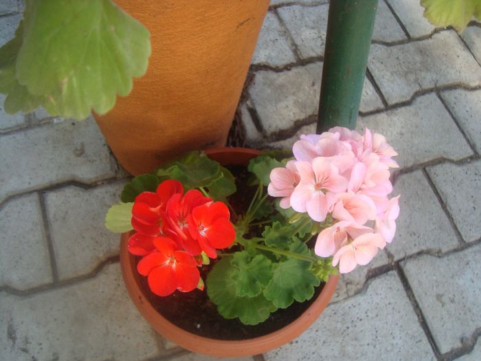 o muscata - Flori 2013