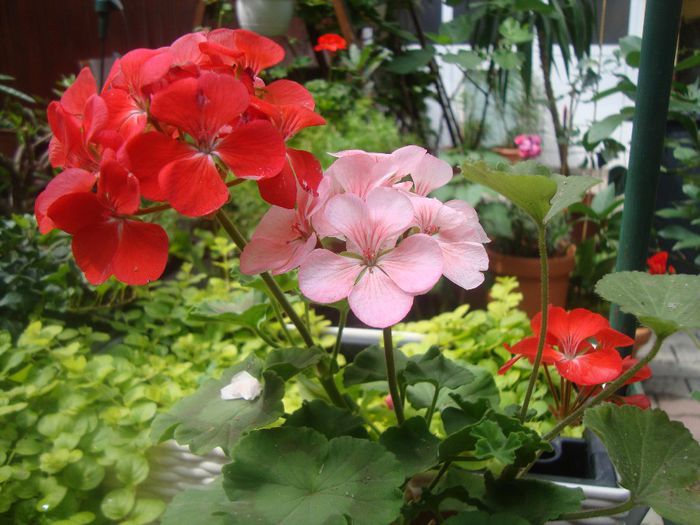 muscata - Flori 2013