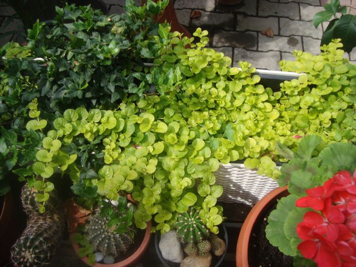 linzica vesnic verde - Flori 2013