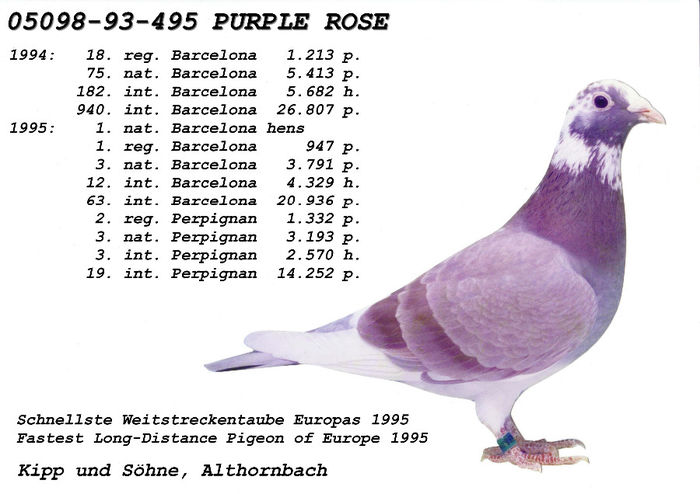 purple rose kipp - Porumbei Celebri