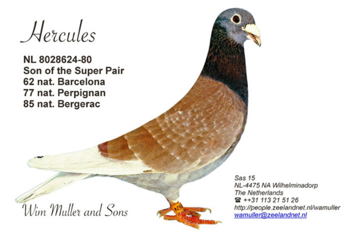 wim-muller-hercules