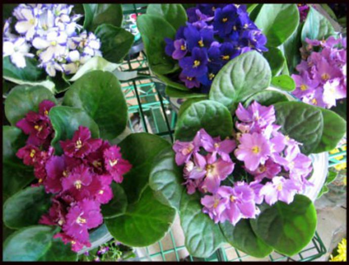 African-Violets - PLANTE DORITE