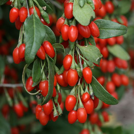 GOJI-BERRIES-ON-VINE