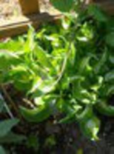 hosta variegata - PLANTE DORITE