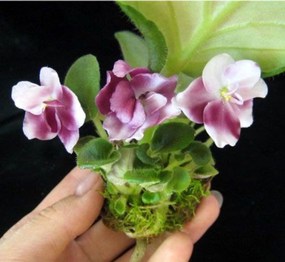 ingrasaminte-ideale-pentru-udarea-prin-fitil-a-violetelor-africane