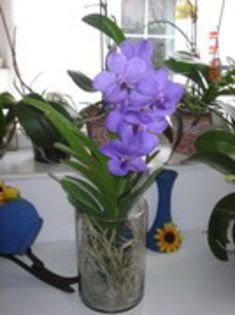 VANDA