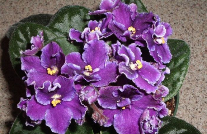 violetele-scad-febra-crop-644x416 - PLANTE DORITE