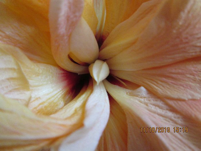 IMG_9744 - Florile mele in octombrie