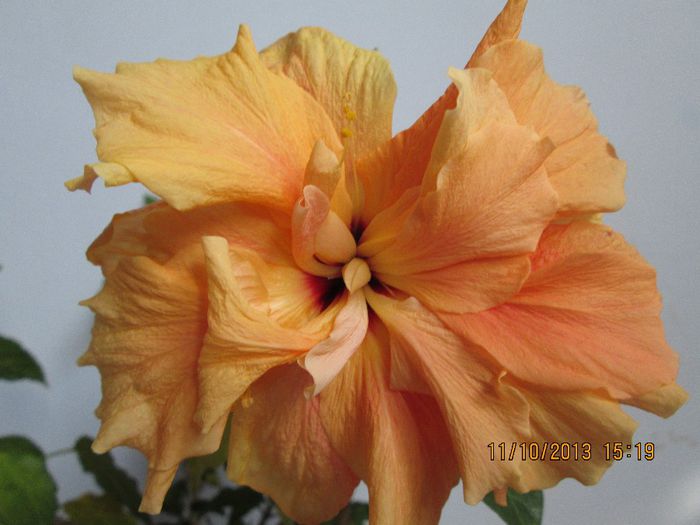 IMG_9741 - Florile mele in octombrie