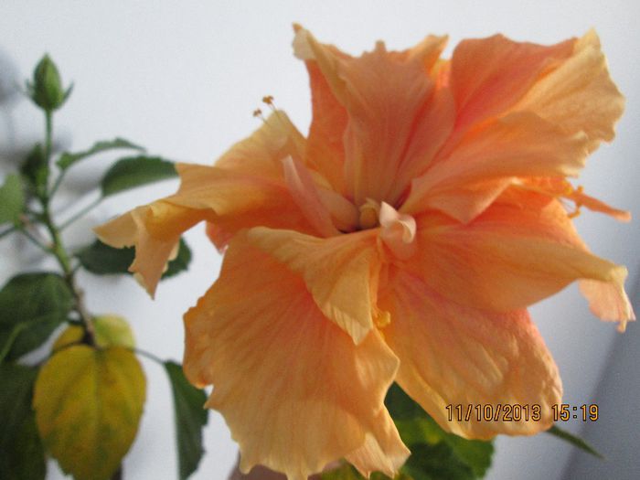 IMG_9743 - Florile mele in octombrie