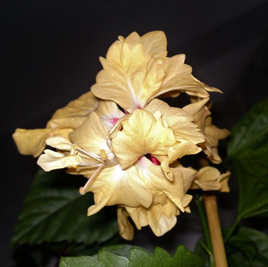  - Plante diverse