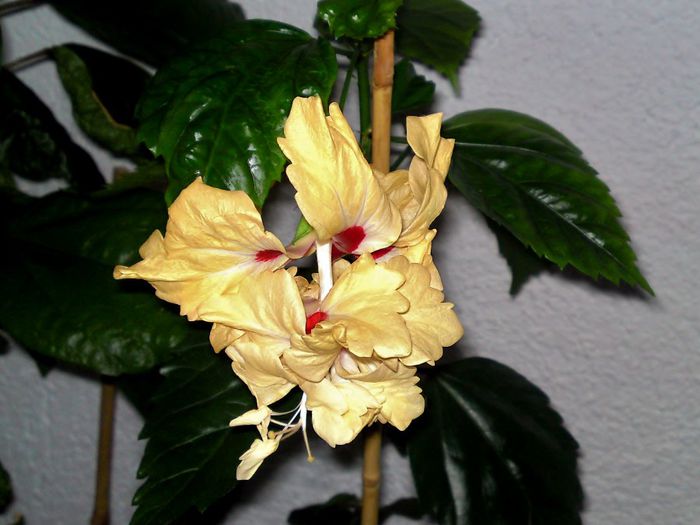  - Plante diverse