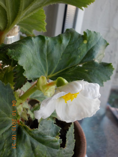 begonia alba - octombrie 2013