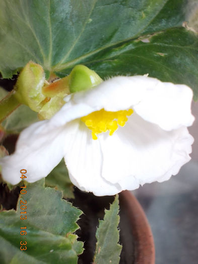 begonia alba - octombrie 2013