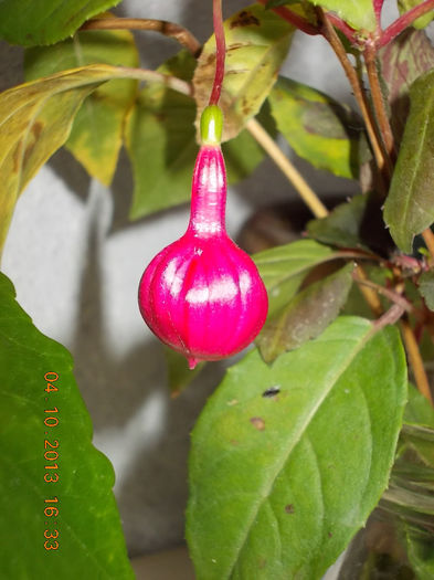 fuchsia - octombrie 2013