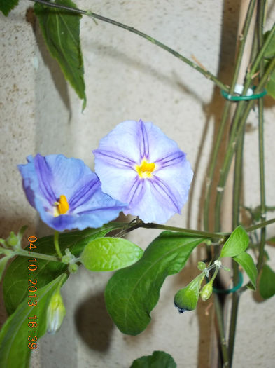 solanum rantonetti-o splendoare!