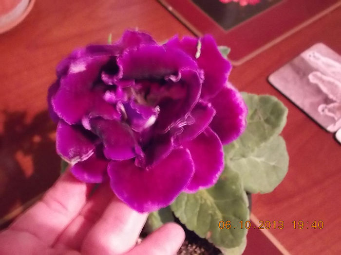 11 octombrie 2013-flori 089