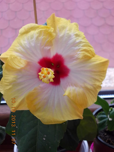 11 octombrie 2013-flori 105