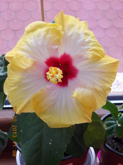 11 octombrie 2013-flori 108