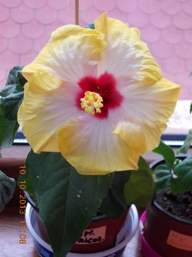 11 octombrie 2013-flori 109