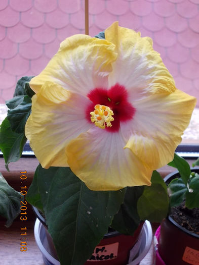 11 octombrie 2013-flori 110