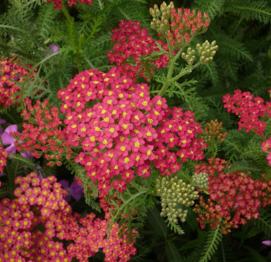 achillea-paprika-71-p