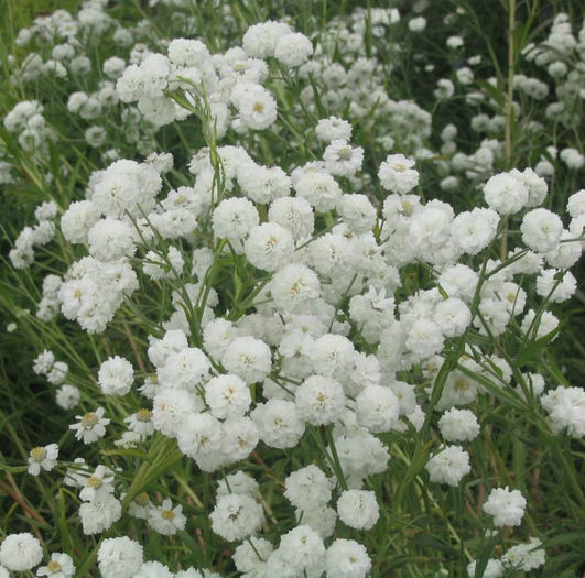 achillea-the-pearl-1365-p