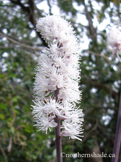 actaea-flower-closeup