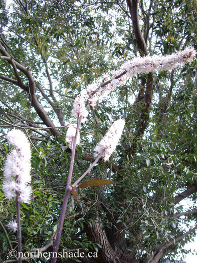 actaea-flowers-against-tree