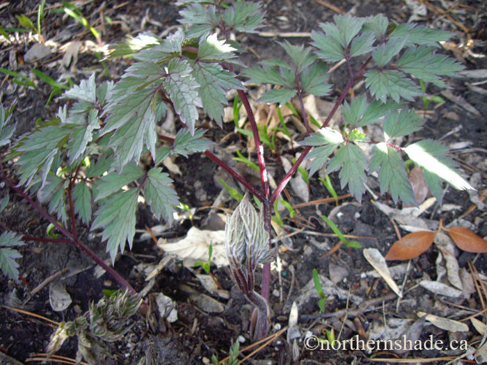 actaea-ramosa-atropurpurea-new-leaves- - imi doresc pt 2014-2016