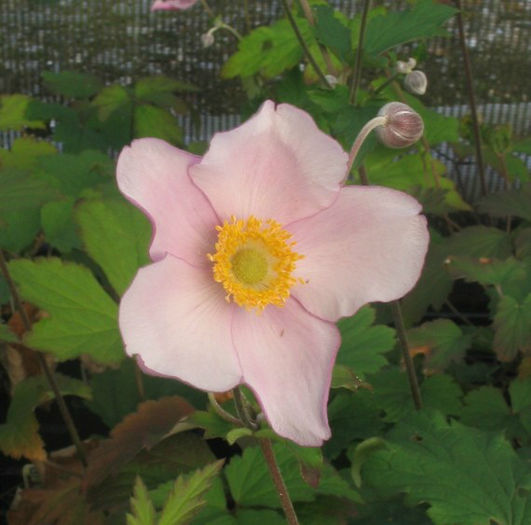 anemone-hadspen-abundance-64-p - imi doresc pt 2014-2016