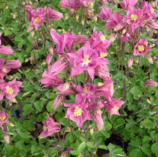 aquilegia-winky-rose-rose-1386-p - imi doresc pt 2014-2016