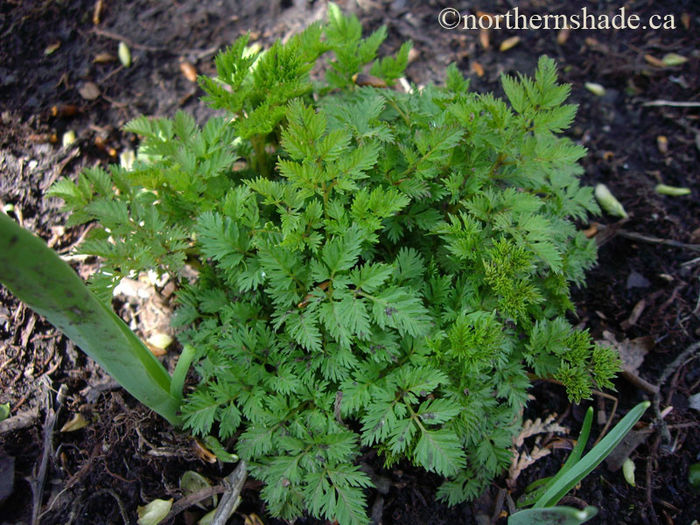 Aruncus-aethusifolius-new-leaves - imi doresc pt 2014-2016